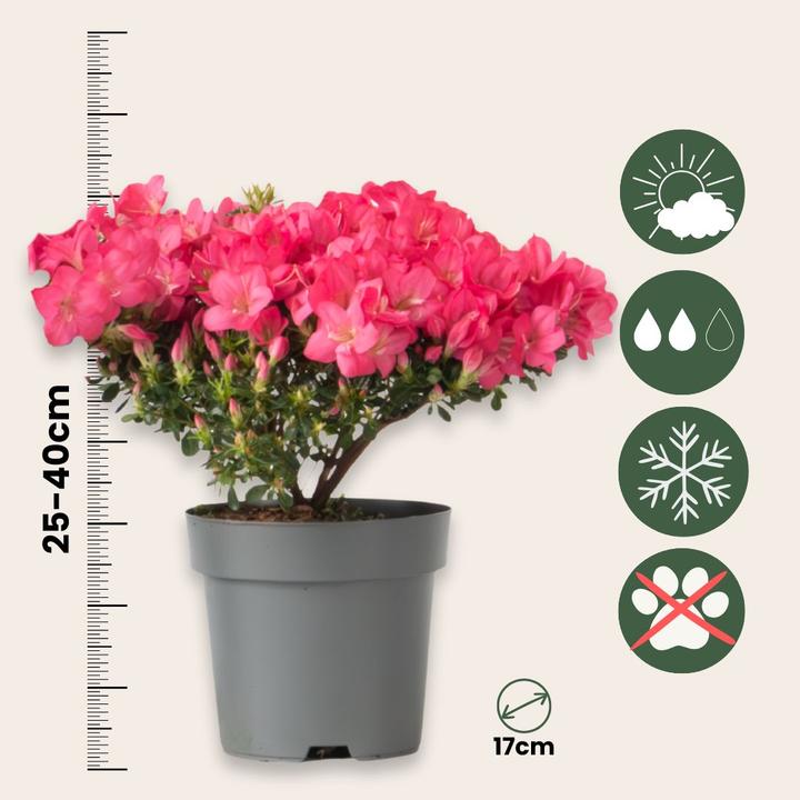 Actual product image Plant in a Box Rhododendron azalea 'Anouk' - set of 2 azaleas (25 cm)