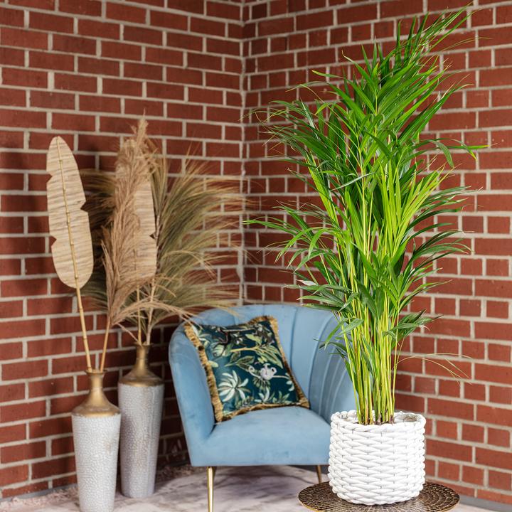 Produktbild Flowerbox Goldfruchtpalme - Areca Dypsis Lutescens (100 cm)