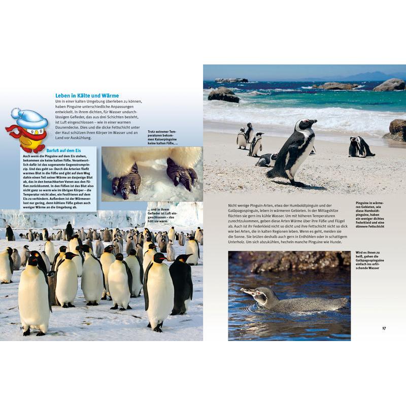 Thumbnail - Natur und Tier, Babybücher, Entdecke die Pinguine (Deutsch)