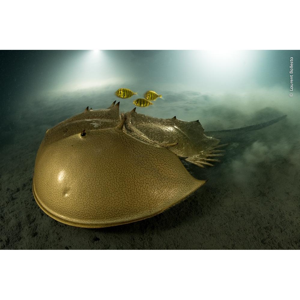 Thumbnail - Wildlife Fotografien des Jahres – Portfolio 33, Ratgeber von Ulrike Kretschmer, Natural History Museum