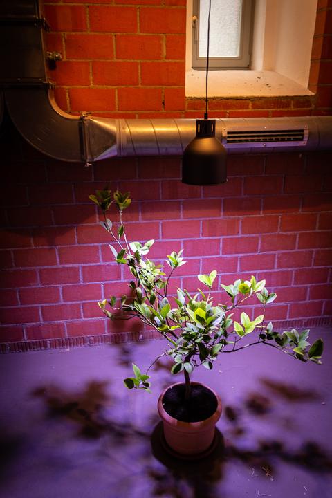 Productafbeelding Venso Saga (LED, 230 V)