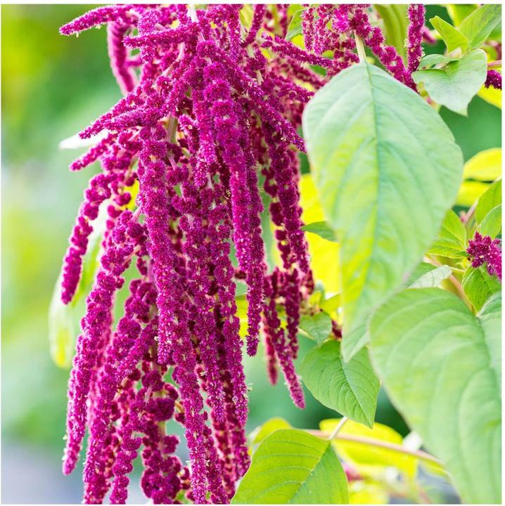 Produktbild Rausch Repair-Conditioner mit Amaranth (150 ml)