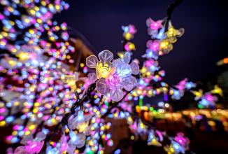 Actual product image Venus Optic Fixed focal length Laowa 9mm F/2.8 Zero-D - Canon RF (Canon RF, APS-C / DX)