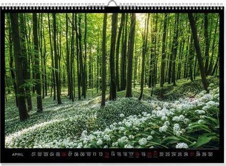 Actual product image Geheimnisvolle Wälder Premiumkalender 2025 (60 x 42 cm, German)