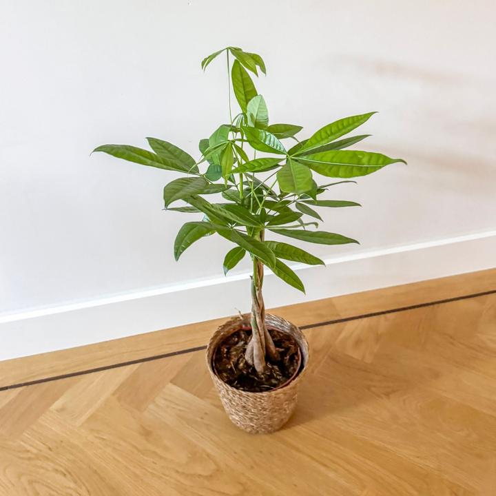 Produktbild Plant in a Box Pachira Aquatica - Geldbaum (60 cm)