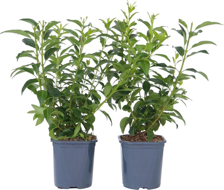 Image du produit Plant in a Box Forsythia intermedia 'Minigold' - Set de 4 forsythias (25 cm)