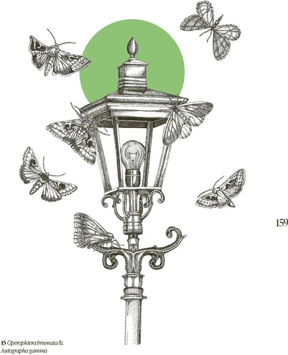 Produktbild Insektengeflüster - Über das verborgene Leben auf sechs Beinen (Deutsch, Dominique Zimmermann, 2024)