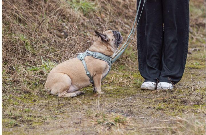 Image du produit Trixie Premium FlexMesh harness, wide fit,L:63–92cm/25mm,sage (L, Chien)