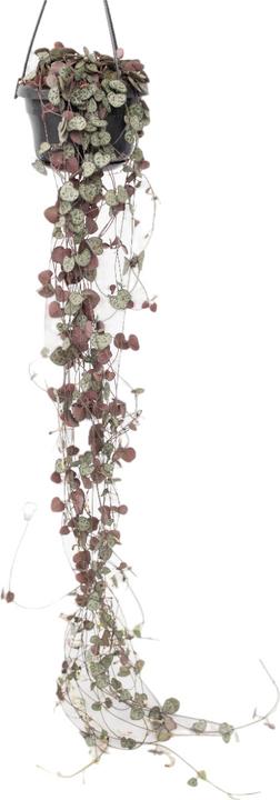 Plant in a Box Ceropegia linearis Woodii - sinker chain heart leaf (30 cm)