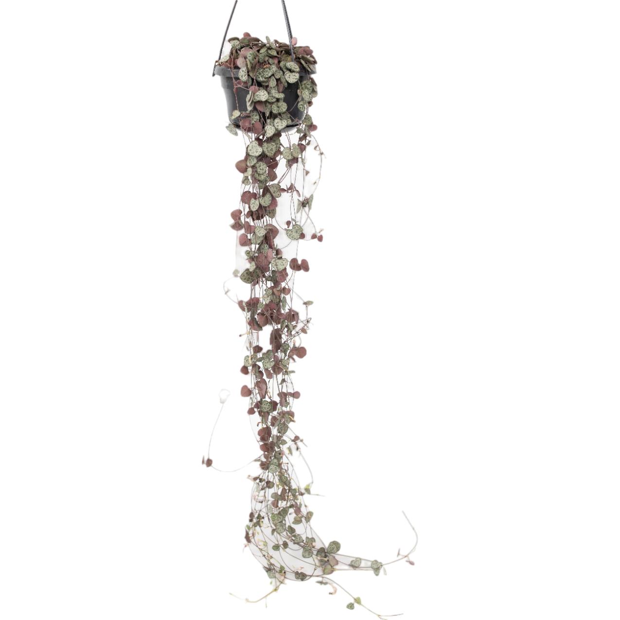 Plant in a Box, Pflanzen, Ceropegia linearis Woodii - Senkerkette Herzblatt (30 cm)