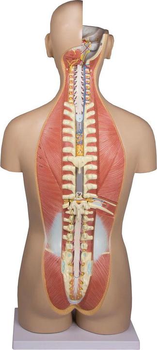 Immagine prodotto Erler Zimmer Modello anatomico del busto con schiena aperta (40 x 23 x 88 cm)