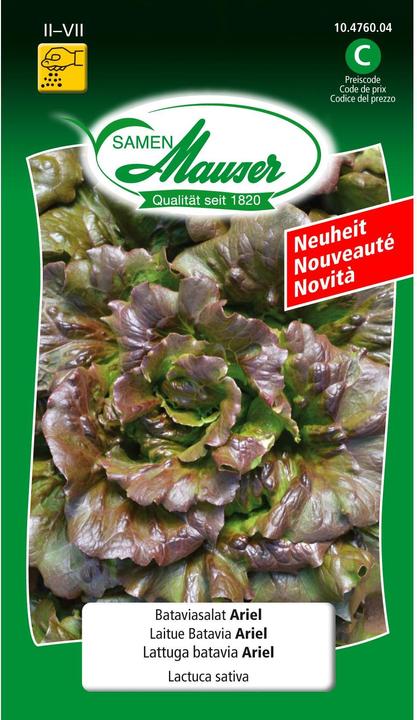 Produktbild Samen Mauser Samen Bataviasalat Ariel (Gemüsesamen)