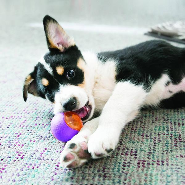 Immagine prodotto KONG Spremere (Gioco da masticare per cani)