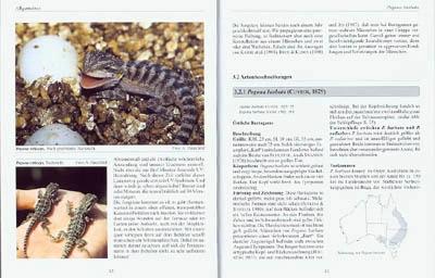 Image du produit Bartagamen und Kragenechsen (Allemand, Bouclier de la Maison d'Andree, 2007)