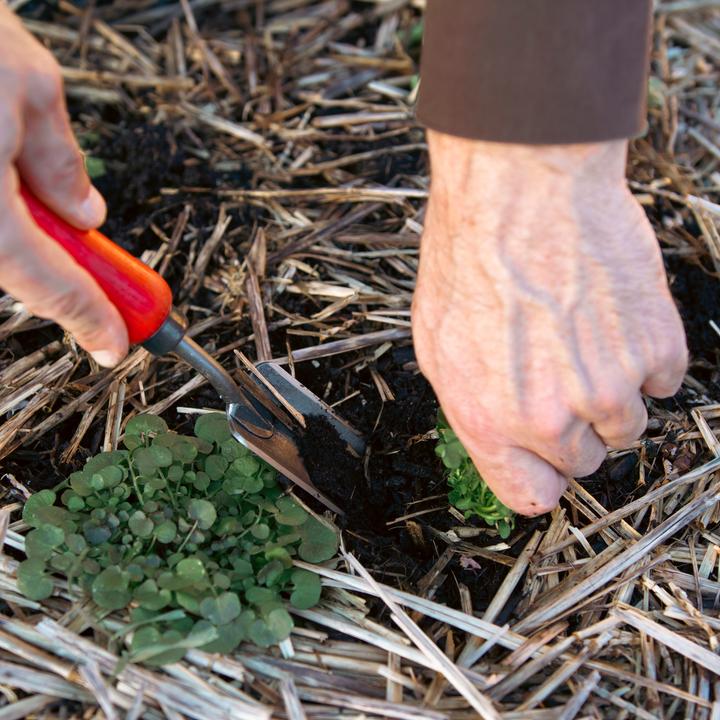 Actual product image Felco 441 Gardening tools, Swiss Hori- Hori