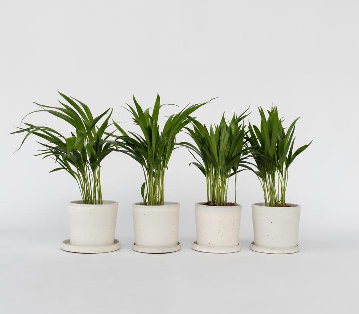 Actual product image Plant in a Box Dypsis Lutescens - Set of 4 Areca Gold Fruit Palm (30 cm)