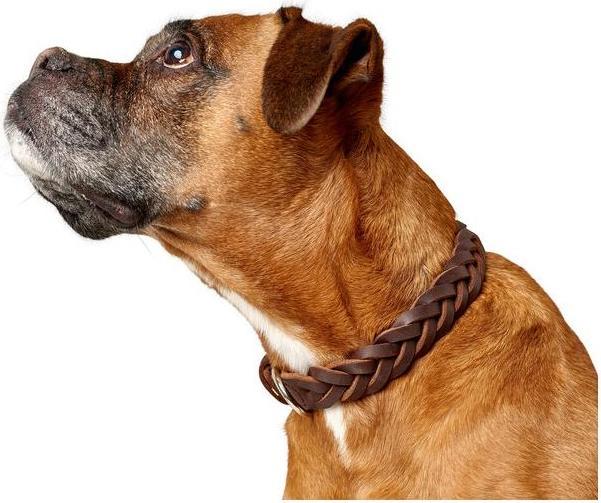 Produktbild Hunter Halsband Solid Education Special (41, 42, 43, 44, 45, 46, 47, 48, 49, Hund, Allgemein)