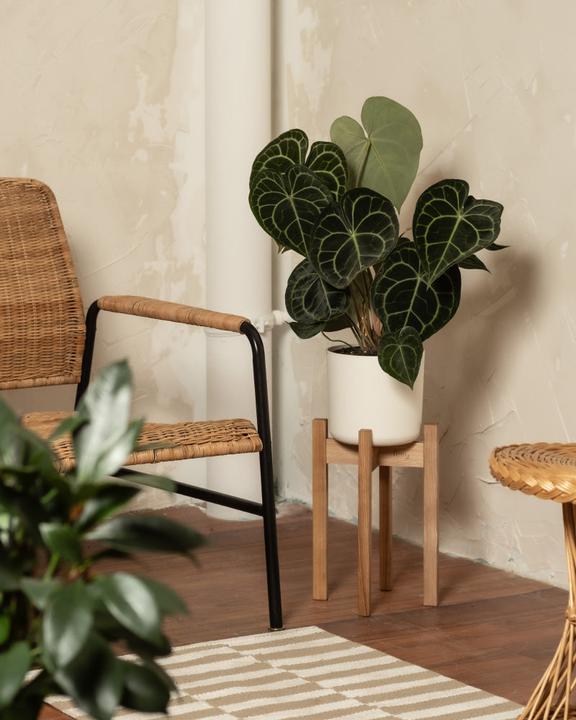 Image du produit feey Stelion