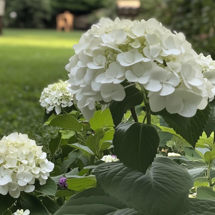 Actual product image Plant in a Box Hydrangea Strong Annabelle - Hydrangea (30 cm)