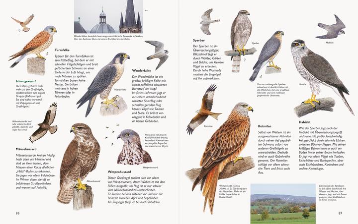 Produktbild Wawra's Naturbuch, Band 1: Säugetiere, Vögel, Reptilien, Amphibien (Deutsch, Johannes Wawra, Ursula Wawra, 2020)