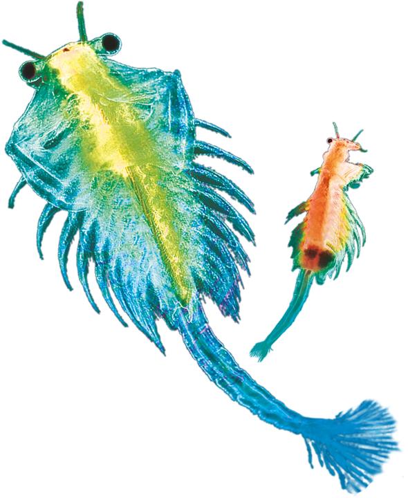 Produktbild Kosmos Sea Dogs