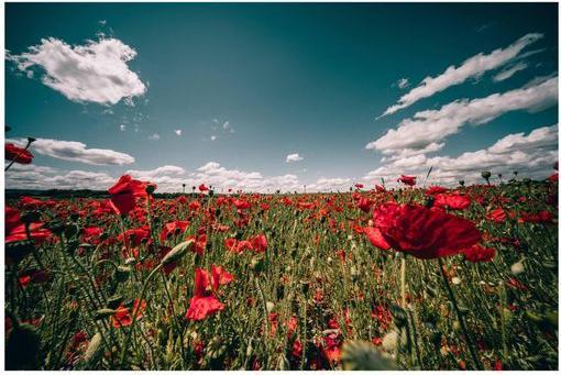 Produktbild Venus Optic 9mm f/5.6 FF RL Nikon Z (Nikon Z, Vollformat)