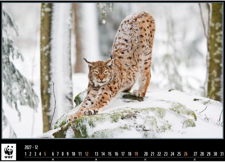 Produktbild WWF Kalender 2025