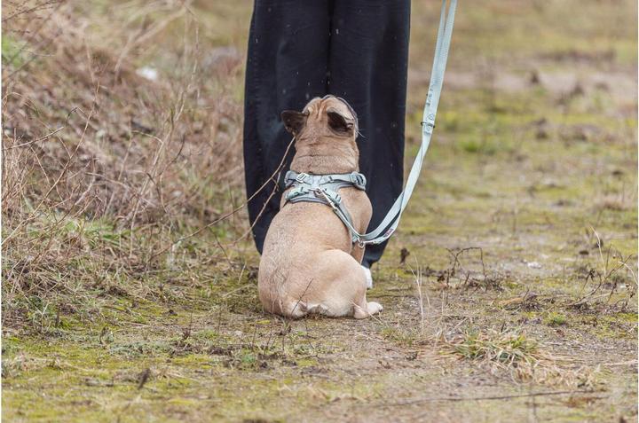 Image du produit Trixie Premium FlexMesh harness, wide fit,L:63–92cm/25mm,sage (L, Chien)