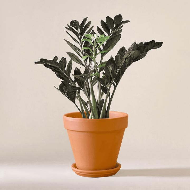 Mary and Plants Black Raven (60 cm)