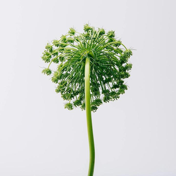 Immagine prodotto Loewe Aire (Eau de toilette, 50 ml)