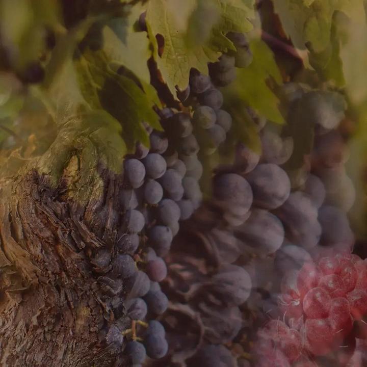 Produktbild Dr. Vranjes Dr Vranjes Rosso Nobile 1250ml