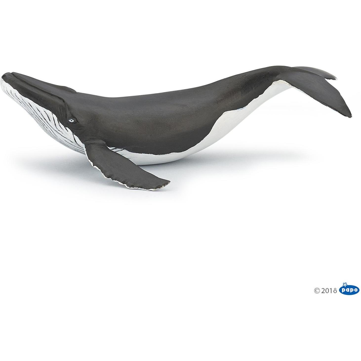 Thumbnail - Papo Buckelwal-Kalb