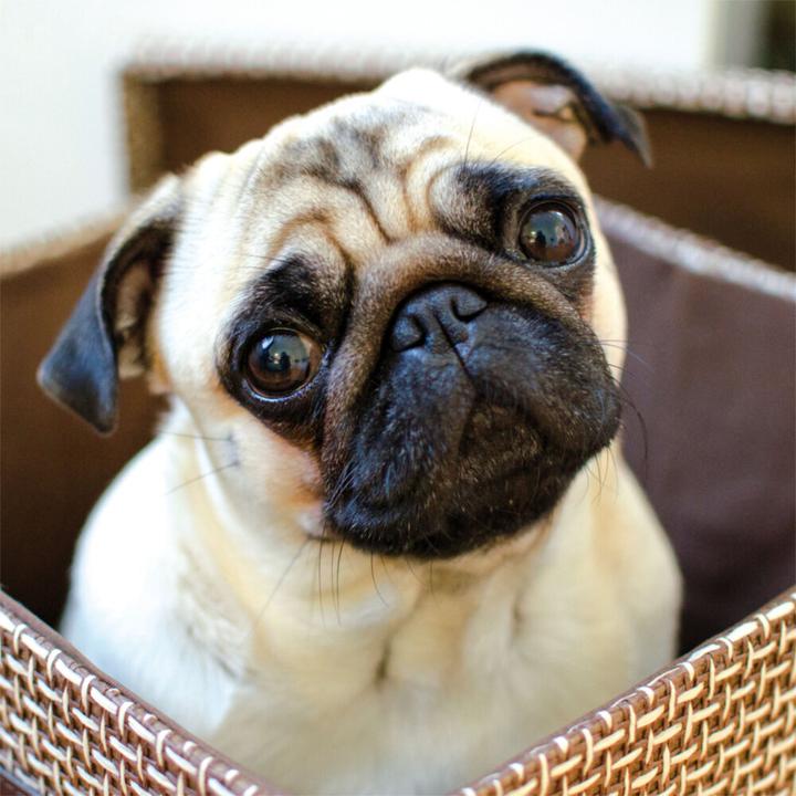 Produktbild Möpse 2023