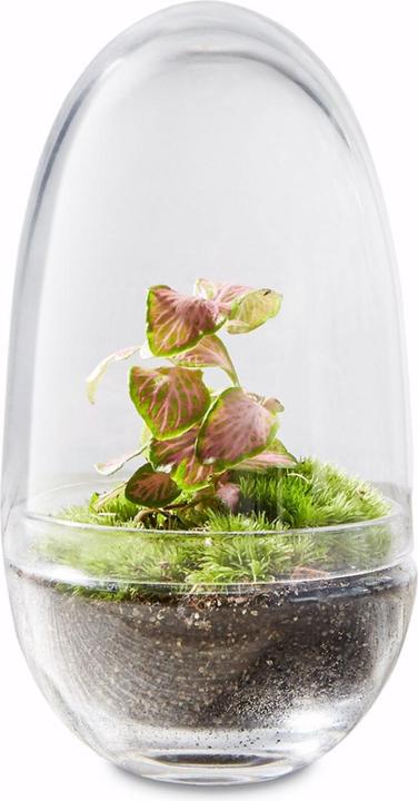 Immagine prodotto Green Bubble Giardino di bottiglie fai da te, piante in vetro: Egg Bubble, piccolo (14 cm)