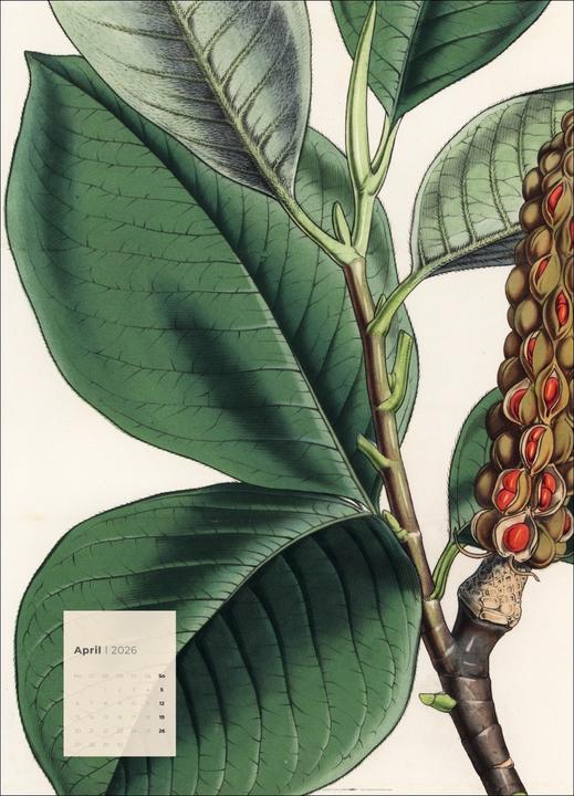 Produktbild Botanicals Kalender 2026 (49 x 68 cm)