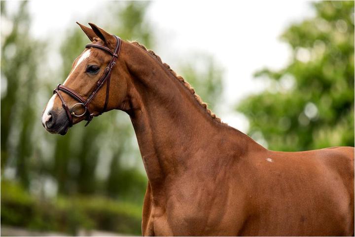 Produktbild BR Equestrian Equipment Kendal