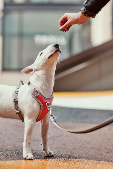 Image du produit Hurtta Harnais Venture No-Pull, 45-60, Orange (45, 46, 47, 48, 49, 50, 52, 54, 56, 58, 60, Chien, Général)