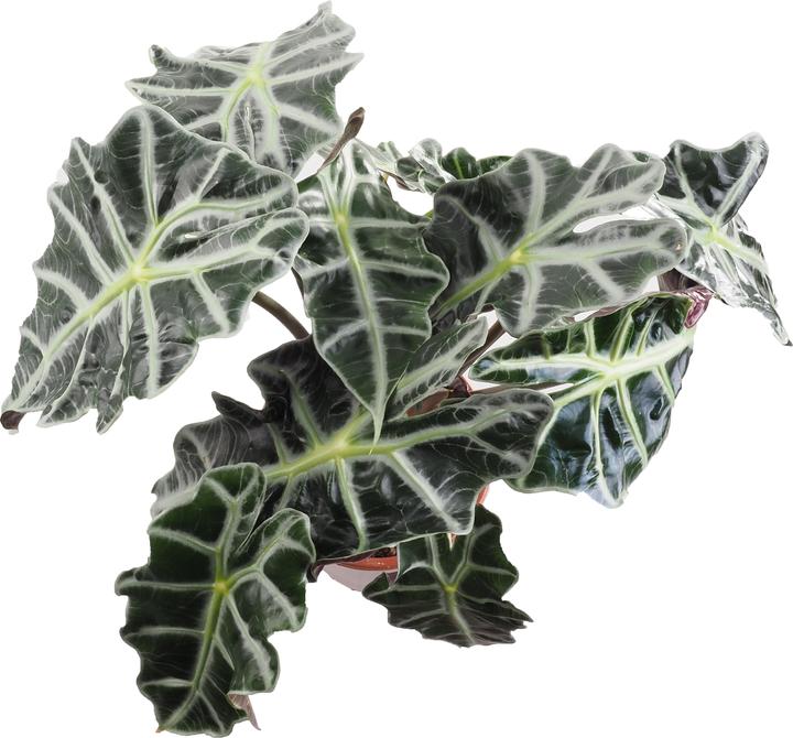 Image du produit Migros Ostschweiz Alocasia Polly (50 cm)