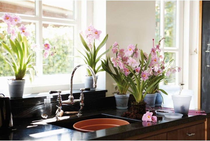 Actual product image Elho Green Basics Orchid (17 cm)