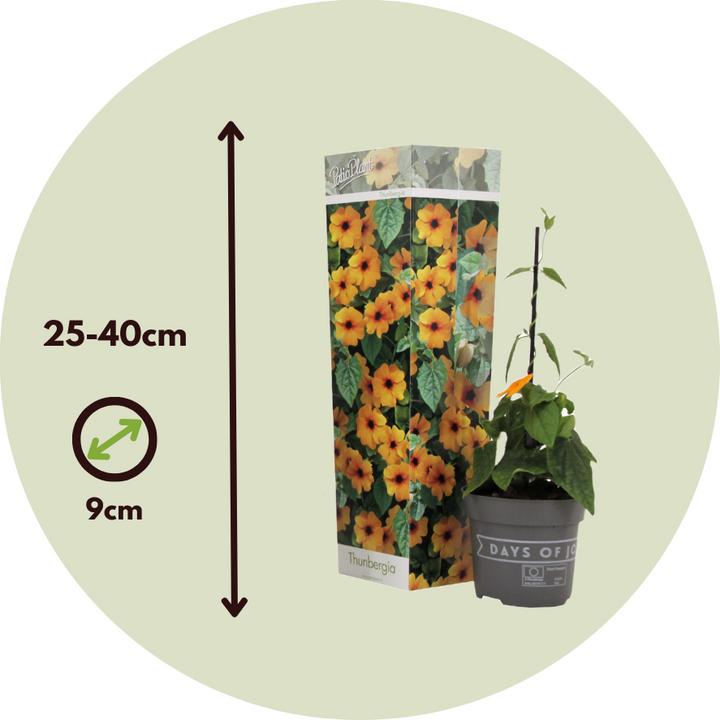 Actual product image Plant in a Box Thunbergia alata 'New Orange' - Set of 3 Black-eyed Susanna (25 cm)
