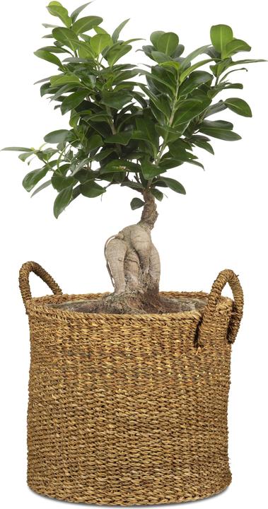 Produktbild Scheurich Seagrass 33 (35 cm)