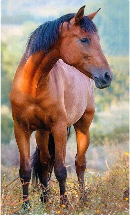 Productafbeelding Tinisu Pony paarden handdoek - Kleine handdoek voor kinderen 50x30cm (30 x 50 cm)