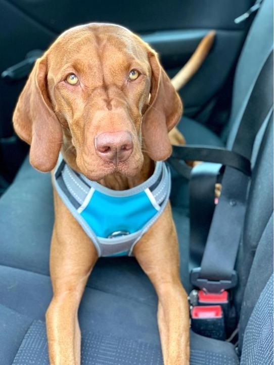 Immagine prodotto Henry Wag Pettorina da viaggio per cani (M, Cane, Generale)