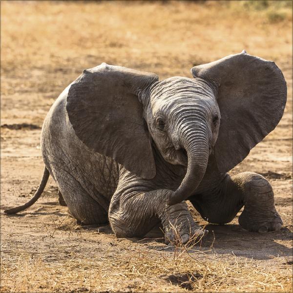 Image du produit Elefanten2026 (30 x 30 cm)