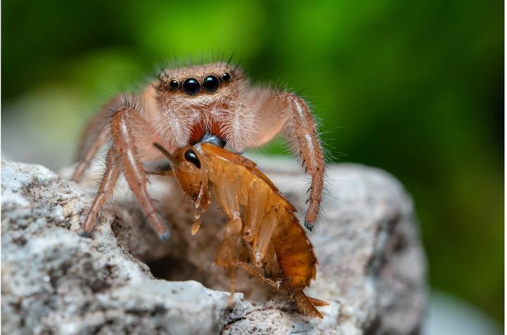 Image du produit Venus Optic Focale fixe Laowa 58mm f/2.8X Ultra Macro APO - Monture E (Sony E, Plein format)
