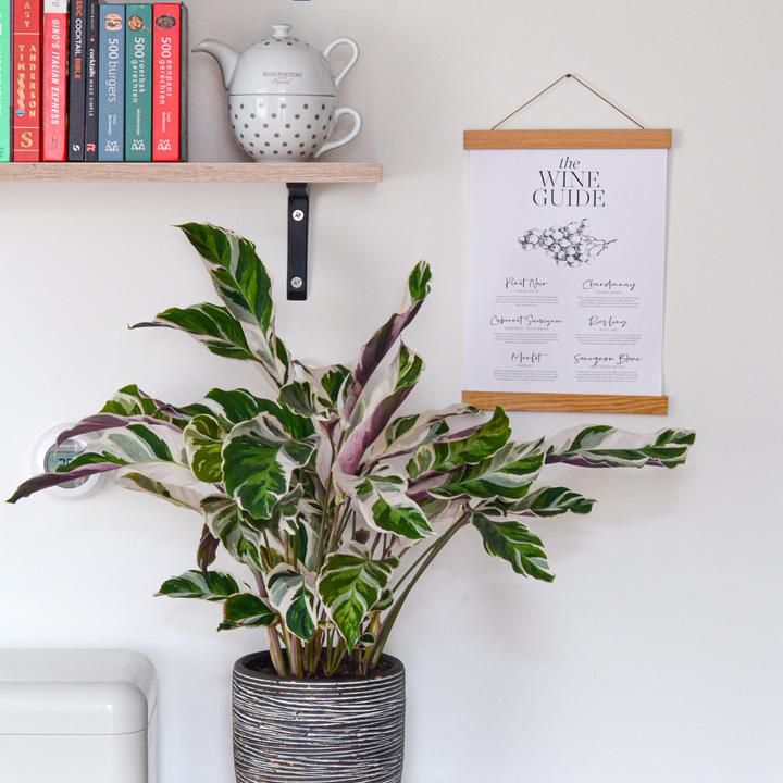 Produktbild Plant in a Box Calathea Lietzei “White Fusion” - Korbmaranthe (30 cm)