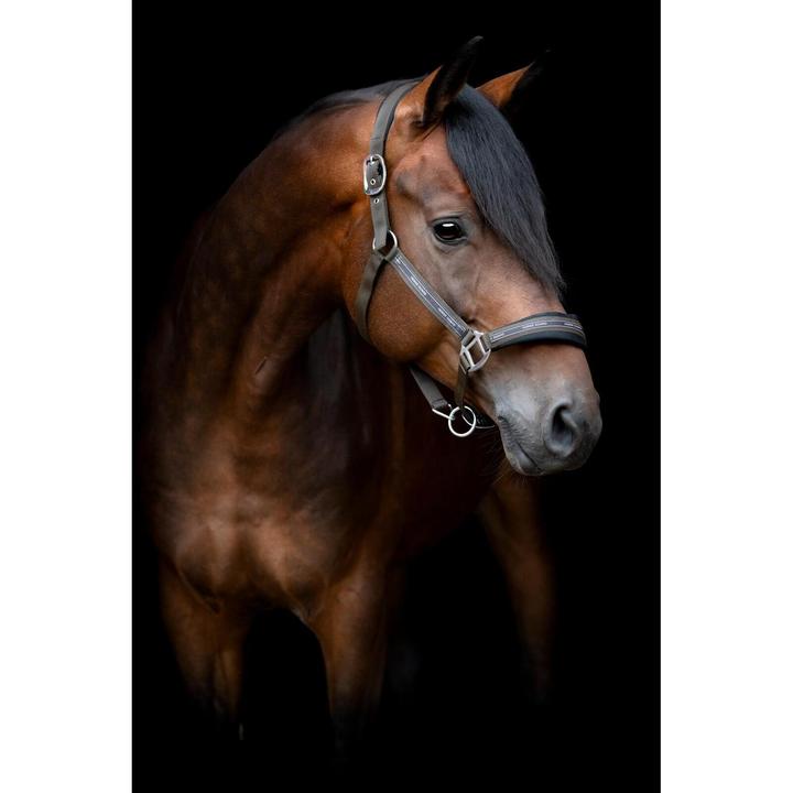 Immagine prodotto Horse Guard Maison