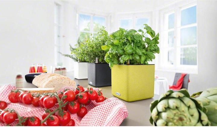 Actual product image Lechuza Cube Color (17 cm)