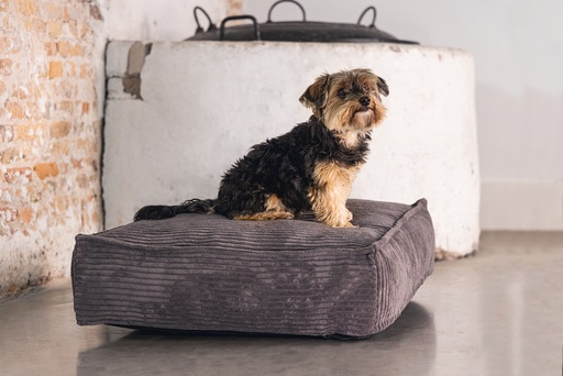Productafbeelding Designed by Lotte Geribbeld (Hond)