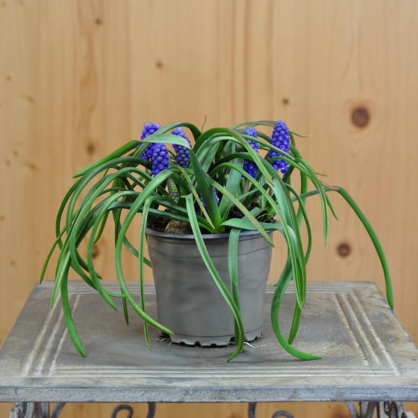 Immagine prodotto Säntispracht Set di 6 giacinti d'uva - Muscari armeniacum Big Smile Blue (15 cm)